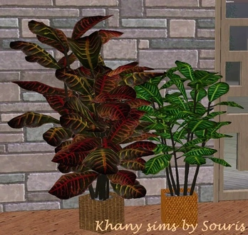 souris_2diffenbachias.zip