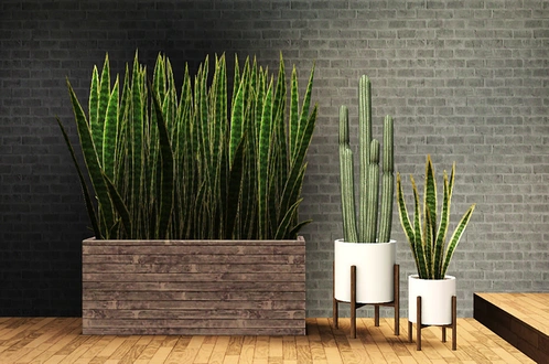 gelina_Deco_Plants_CactusAndSnakePlants.zip