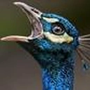 CatherineTCJD's logo or avatar