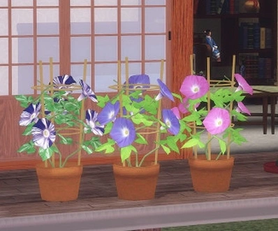 pocci_AsagapMorningGloryPot.zip