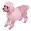 pinkpoodleclub