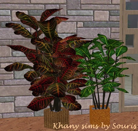 souris_2diffenbachias.zip