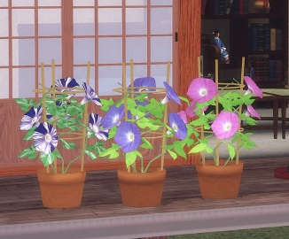 pocci_AsagapMorningGloryPot.zip